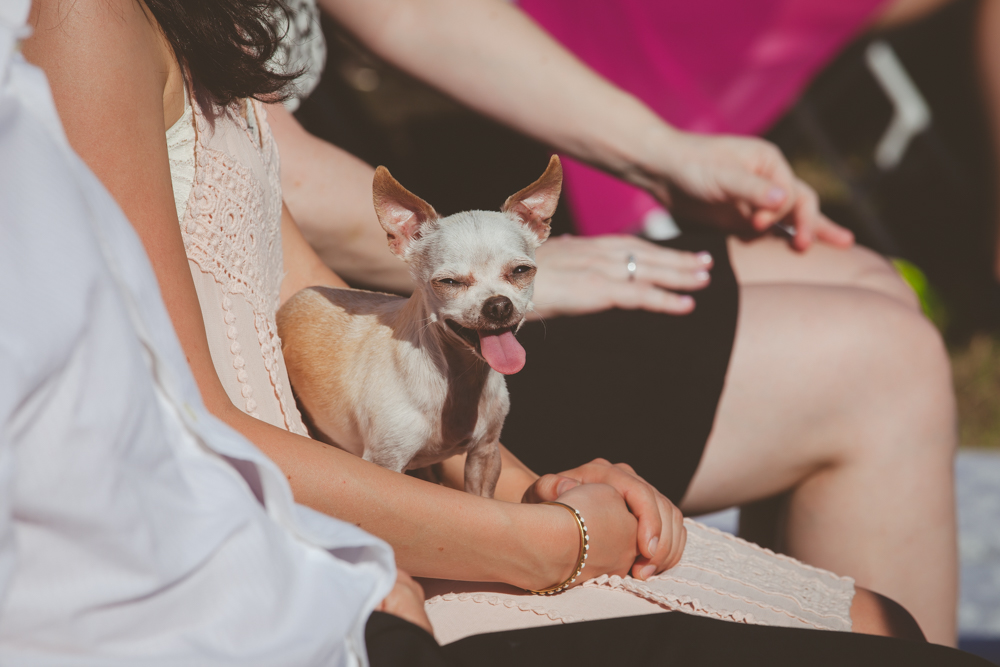 chihuahua at wedding ceremony