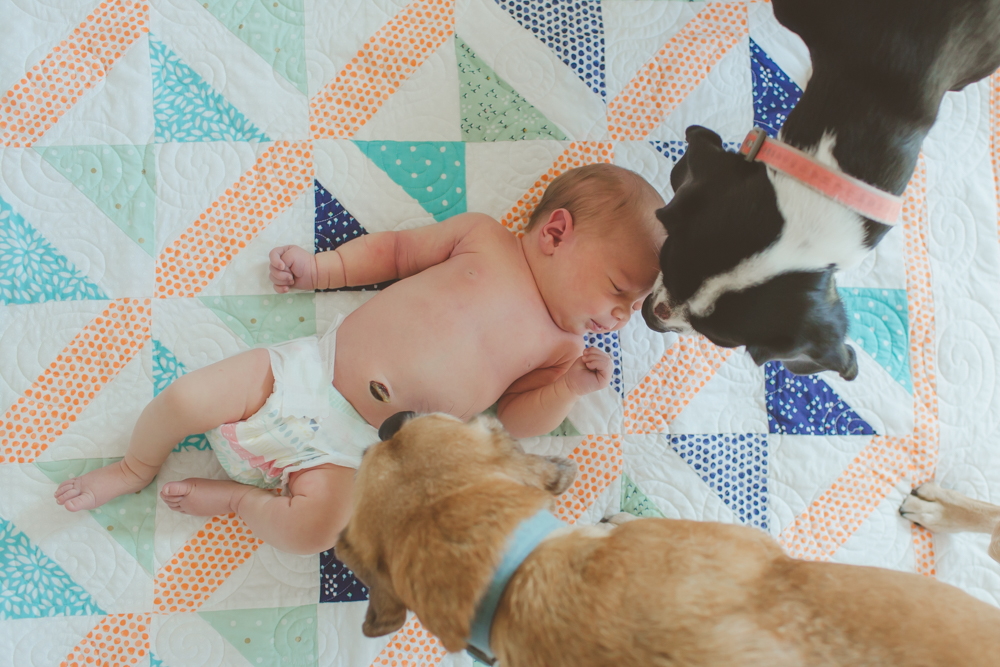 dogs sniffing baby on a quilt