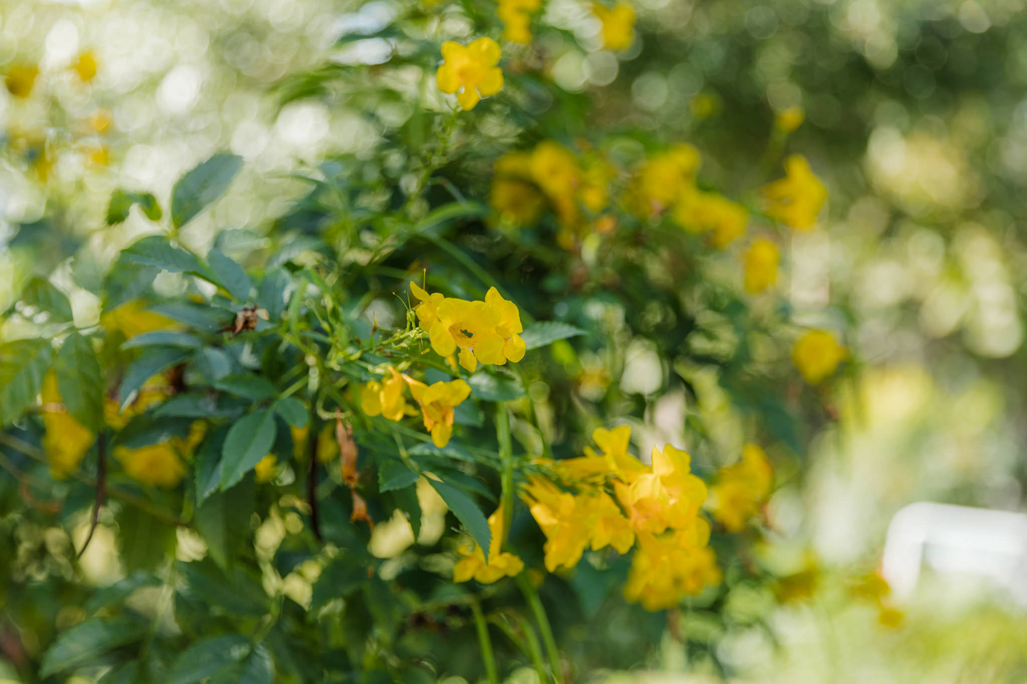 Hummingbird House Fall Wedding greenery