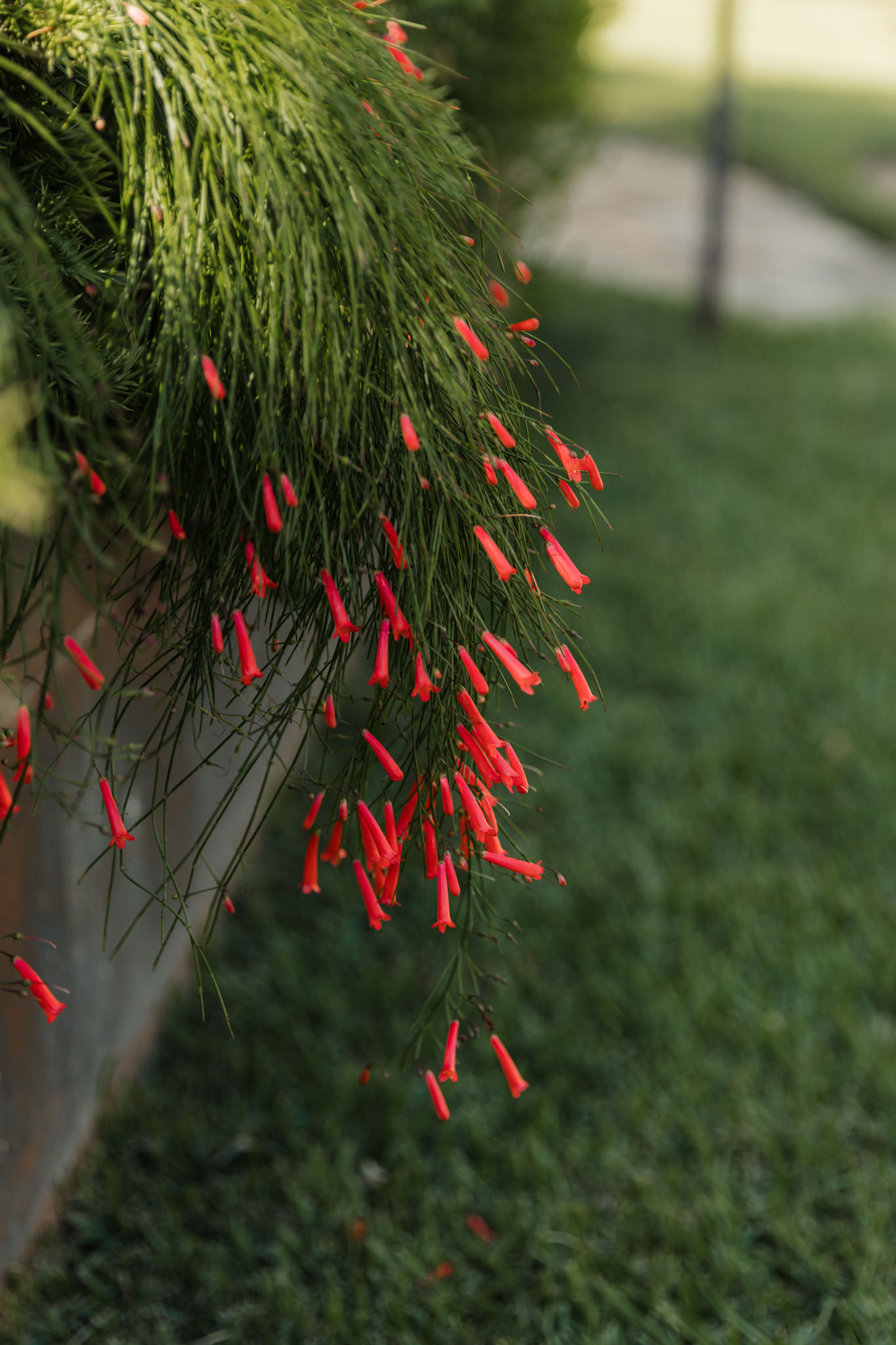 Hummingbird House Fall Wedding greenery